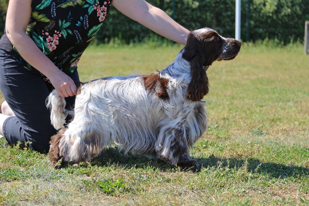 De Quattro Castella - GAME FAIR 2019