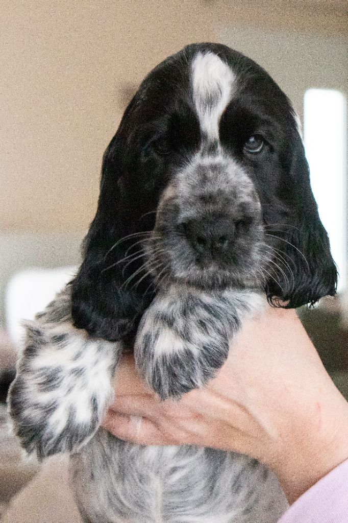 De Quattro Castella - Chiot disponible  - Cocker Spaniel Anglais