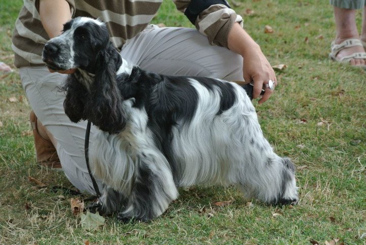 CH. Boston du charme aux loups