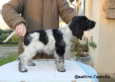De Quattro Castella - Chiot disponible