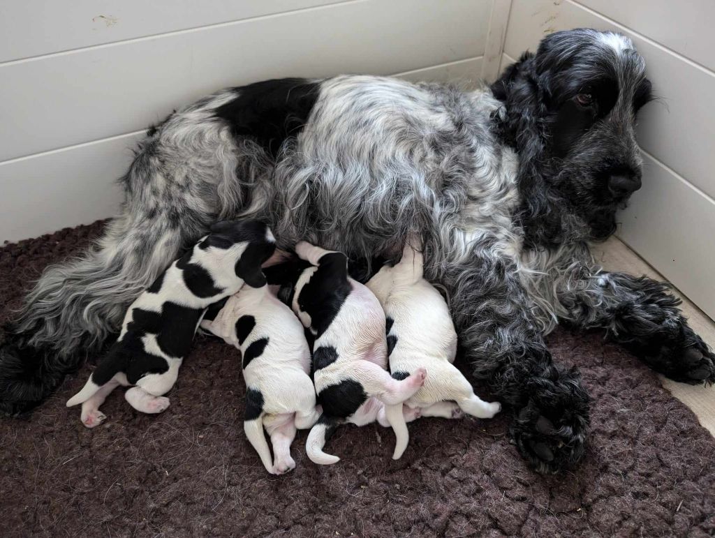 Les bébés sont nés !!