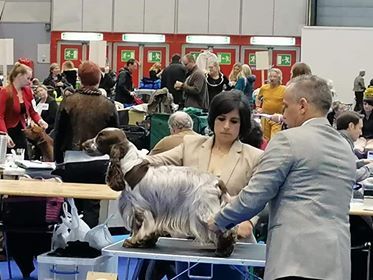 De Quattro Castella - Champion Suisse d'Exposition