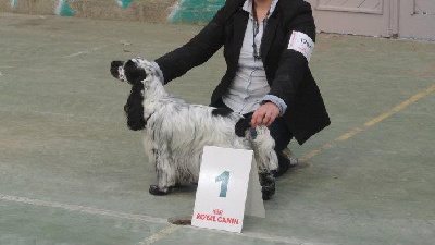 De Quattro Castella - CACIB St Brieuc et CACS Tours