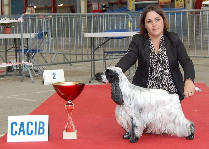 De Quattro Castella - CACIB Limoges - 11 avril 2015
