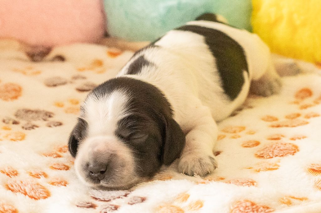 De Quattro Castella - Chiots disponibles - Cocker Spaniel Anglais