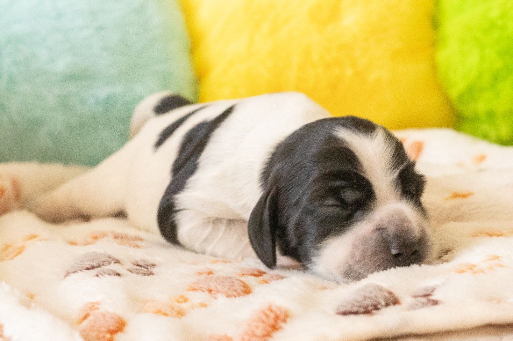 De Quattro Castella - Chiots disponibles - Cocker Spaniel Anglais