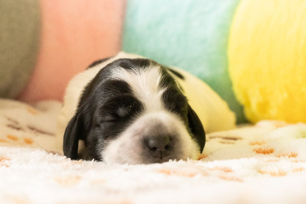 De Quattro Castella - Chiots disponibles - Cocker Spaniel Anglais