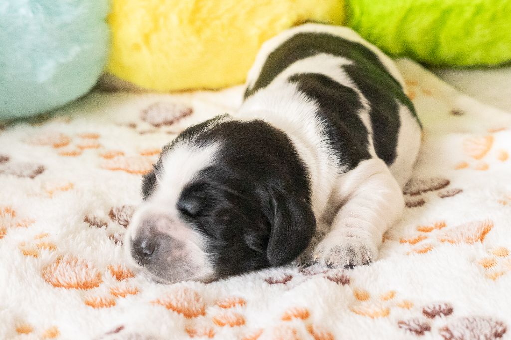 De Quattro Castella - Chiots disponibles - Cocker Spaniel Anglais