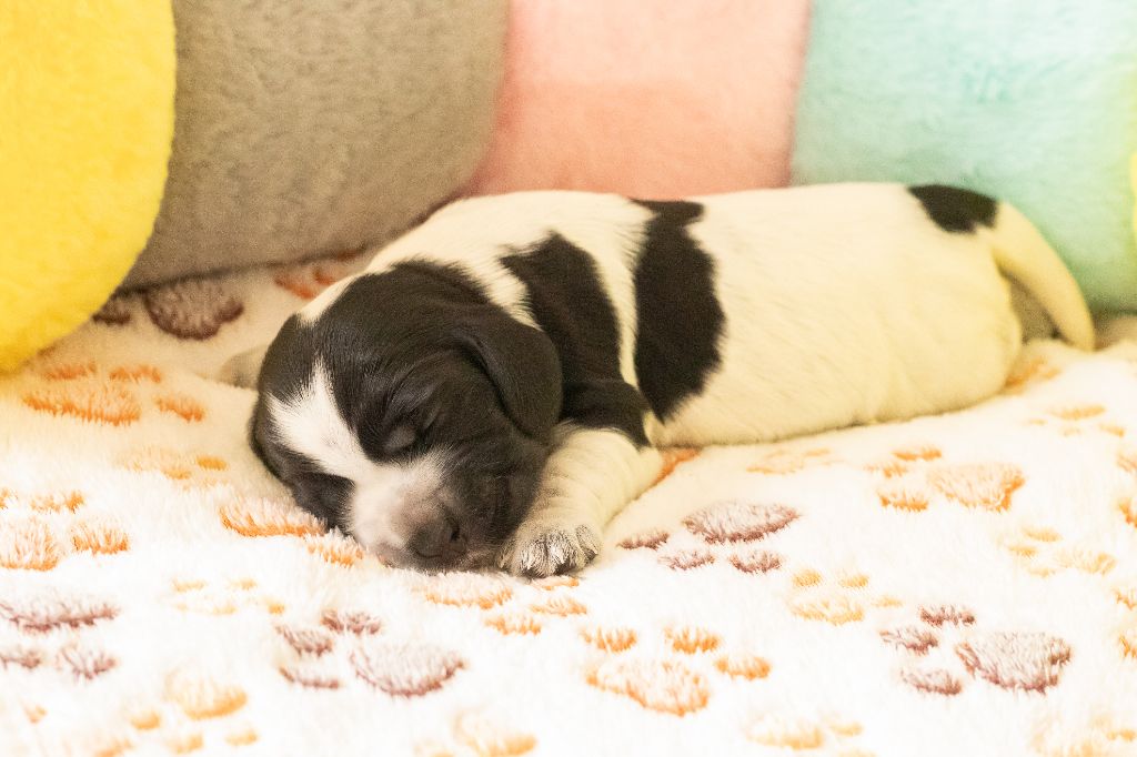 De Quattro Castella - Chiots disponibles - Cocker Spaniel Anglais