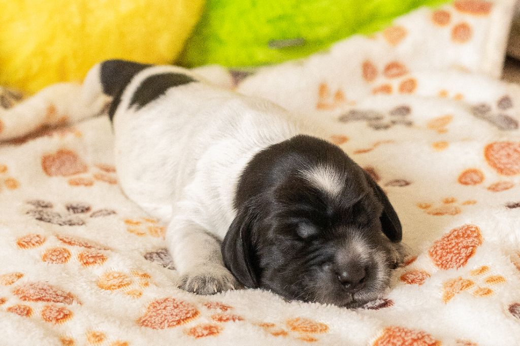 De Quattro Castella - Chiots disponibles - Cocker Spaniel Anglais